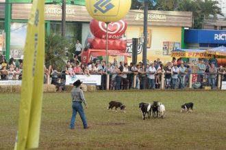 Show de Cães de Pastoreio com Ovinos