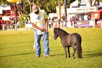 Julgamentos Mini Horse - 15º Campeonato Nacional