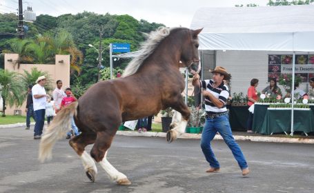 17ª Exposição Nacional do Cavalo Bretão começa nesta sexta