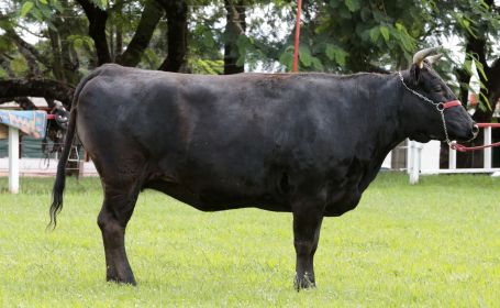 Gado Wagyu estará na ExpoLondrina pela primeira vez