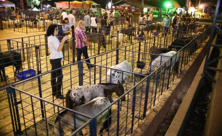 Pequenos animais são atração à parte 