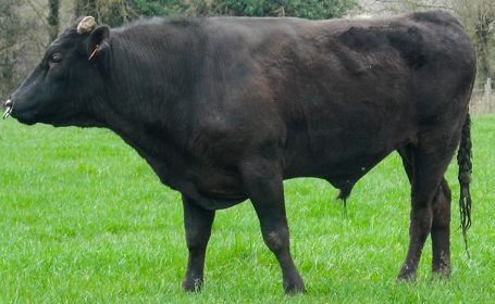 Gado Wagyu estará na ExpoLondrina pela primeira vez