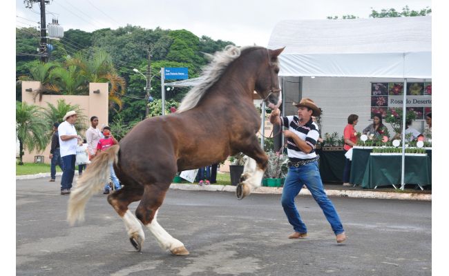 17ª Exposição Nacional do Cavalo Bretão começa nesta sexta