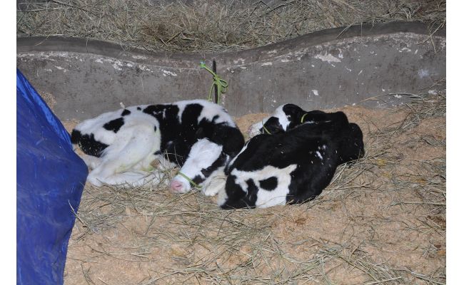 Três bezerros nasceram na última noite no Parque Ney Braga