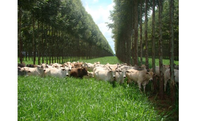 ILPF é destaque da Embrapa na Expo Londrina 2017