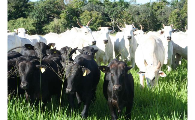 Simpósio debate tecnologias de produção de animais