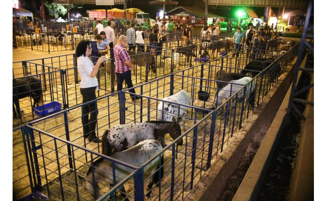 Pequenos animais são atração à parte 