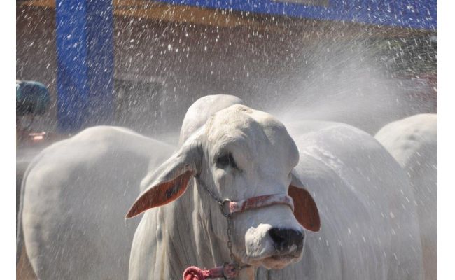 Presidente da ASBIA fala sobre vantagens da inseminação artificial no Fórum do Agronegócio na Expolondrina